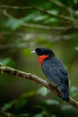 Red-ruffed Fruitcrow, Pyroderus scutatus, exotic rare tropic bird in the nature habite, dark green forest, Otun, Colombia Royalty Free Stock Photo