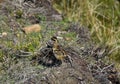 Red Ruffed Grouse Chick on the North Yorkshire Moorland