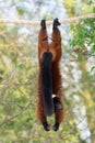 A red ruffed lemour on the tree in the zoo. Royalty Free Stock Photo