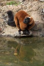 Red Ruffed Lemur