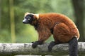 Red Ruffed Lemur Royalty Free Stock Photo