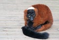 Red ruffed lemur Royalty Free Stock Photo