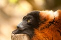 Red ruffed lemur Royalty Free Stock Photo