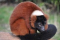 Red ruffed lemur