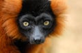 Red ruffed lemur Royalty Free Stock Photo