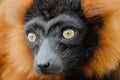 Red ruffed lemur Royalty Free Stock Photo