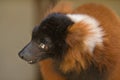 Red Ruffed Lemur Royalty Free Stock Photo