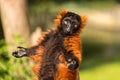 A red ruffed lemur in Artis.