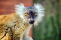 Red Ruffed Lemur Close Up