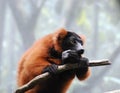 Red Ruffed Lemur Eating on a Tree Branch Royalty Free Stock Photo