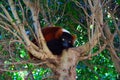 Red-ruffed lemur Royalty Free Stock Photo
