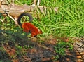 Red ruffed lemur with long curved tail