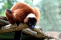 Red ruffed lemur. Royalty Free Stock Photo