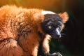 Red Ruffed Lemur Madagascar Fragmentcar