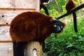 Red ruffed lemur