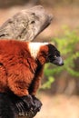 Red ruffed lemur monkey