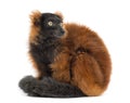 Red ruffed lemur sitting, looking backwards, isolated