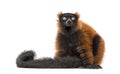 Red ruffed lemur sitting and looking up, isolated