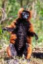 Red ruffed lemur standing and looking at camera, Andasibe reserve, Madagascar Royalty Free Stock Photo