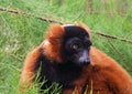 Red Ruffed Lemur, Varecia Rubra Royalty Free Stock Photo