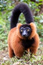 Red ruffed lemur Varecia rubra, Andasibe reserve, Madagascar Royalty Free Stock Photo