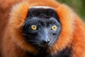 Red ruffed lemur Varecia rubra, Andasibe reserve, Madagascar Royalty Free Stock Photo