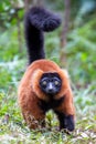 Red ruffed lemur Varecia rubra, Andasibe reserve, Madagascar Royalty Free Stock Photo