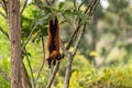 Red Ruffed Lemur - Varecia rubra