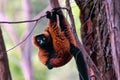 Red ruffed lemur -  Varecia rubra, Madagascar nature Royalty Free Stock Photo