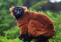 Red Ruffed Lemur Royalty Free Stock Photo