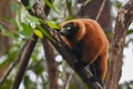 Red ruffed lemur -  Varecia rubra, Madagascar nature Royalty Free Stock Photo