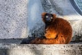 Beautiful red ruffed lemur, Varecia rubra in a german park