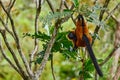 Red ruffed lemur, Varecia rubra, Park National Andasibe - Mantadia in Madagascar.  Red brown monkey on the tree, nature habitat in Royalty Free Stock Photo