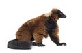 Red ruffed lemur, Varecia rubra Royalty Free Stock Photo