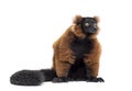 Red ruffed lemur, Varecia rubra