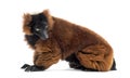 Red ruffed lemur, Varecia rubra, sitting against white Royalty Free Stock Photo