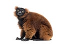 Red ruffed lemur, Varecia rubra, sitting against white Royalty Free Stock Photo