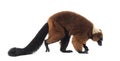 Red ruffed lemur, Varecia rubra, walking against white Royalty Free Stock Photo