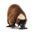 Red ruffed lemur, Varecia rubra, walking Royalty Free Stock Photo