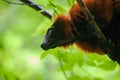 red ruffed lemur Varecia rubra watching from above Royalty Free Stock Photo