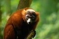 red ruffed lemur Varecia rubra watching from above Royalty Free Stock Photo