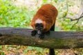 red ruffed lemur Varecia rubra watching from above Royalty Free Stock Photo