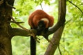 red ruffed lemur Varecia rubra watching from above Royalty Free Stock Photo