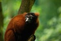 red ruffed lemur Varecia rubra watching from above Royalty Free Stock Photo