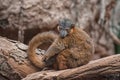 Red-ruffled Lemur