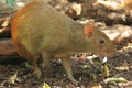 Red-rumped agouti Royalty Free Stock Photo