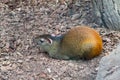 Red-rumped agouti