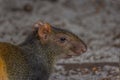 The red-rumped agouti Dasyprocta leporina, also known as the golden-rumped, orange-rumped or Brazilian agouti, is a agouti from