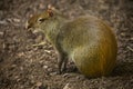 The Red-rumped agouti, golden-rumped agouti, orange-rumped agouti, Brazilian agouti Dasyprocta leporina.