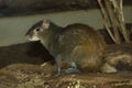 Red-rumped agouti, golden-rumped agouti, orange-rumped agouti, Brazilian agouti Dasyprocta leporina.